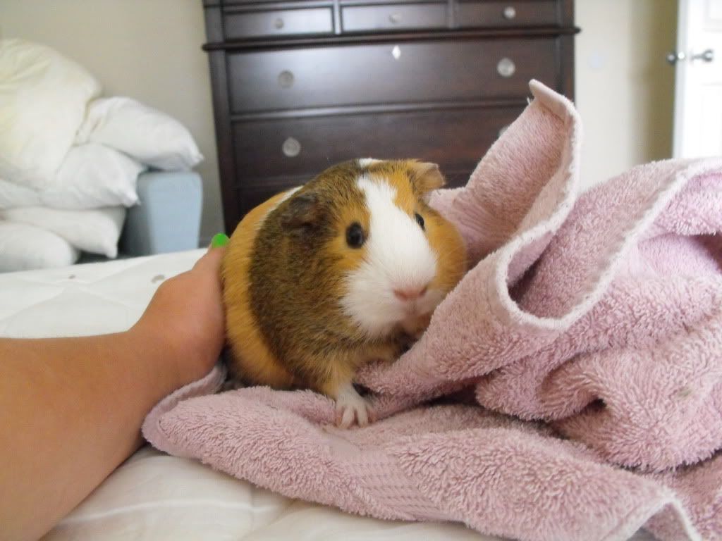 Cookie003.jpg