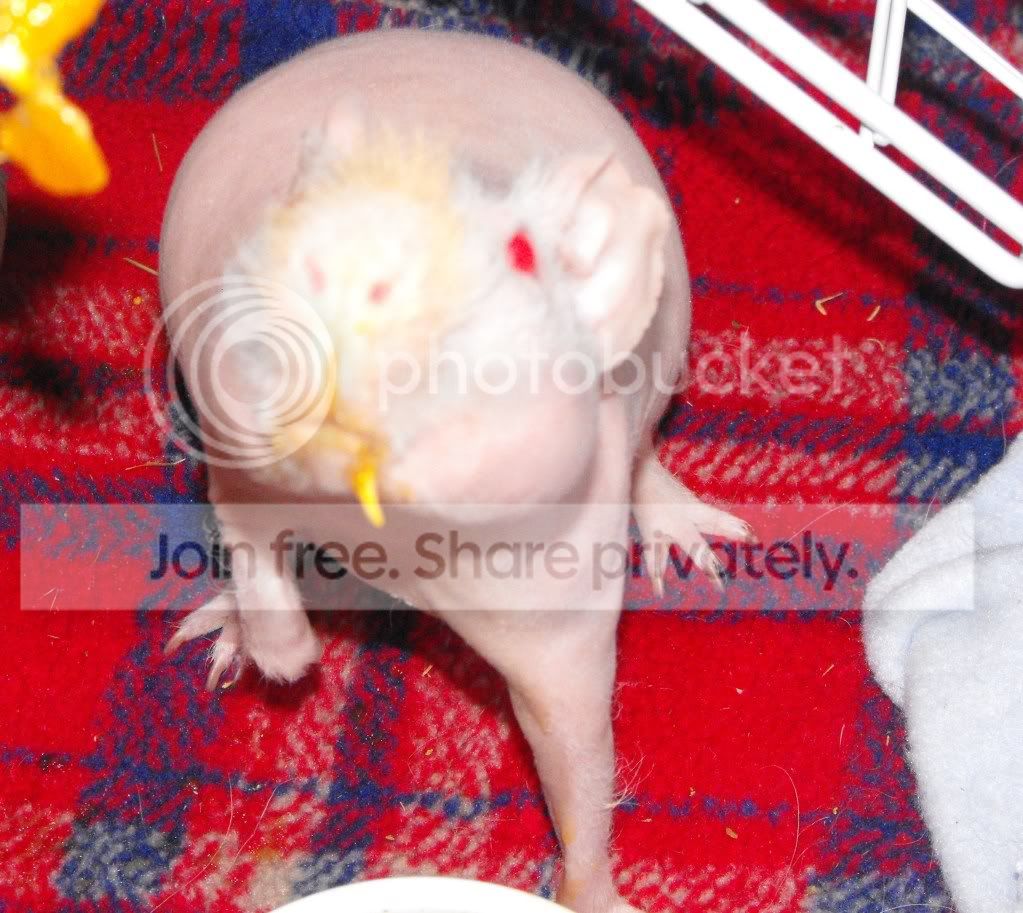 HappyWheester529.jpg