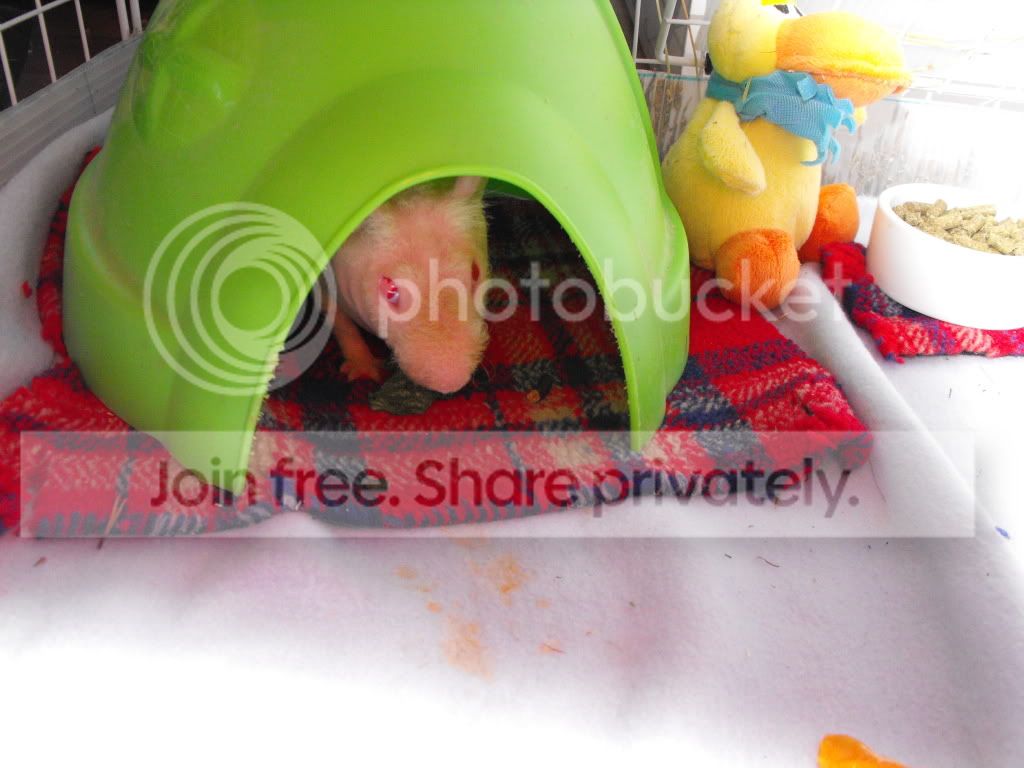 IvanandCookiesCage265.jpg
