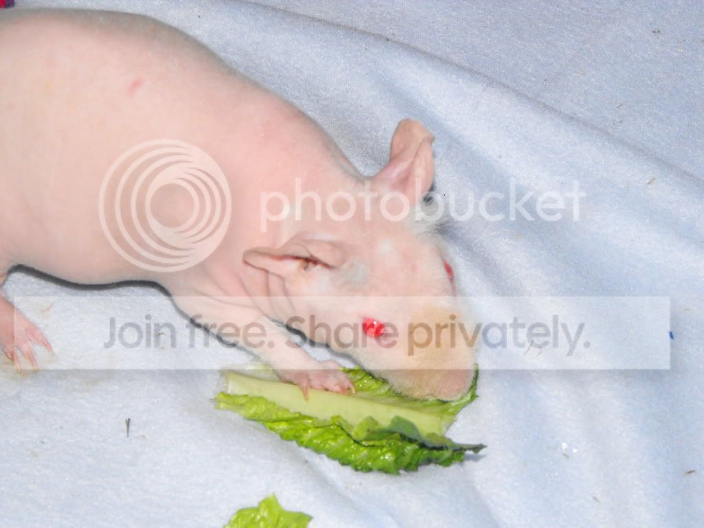 IvanandCookiesCage266.jpg