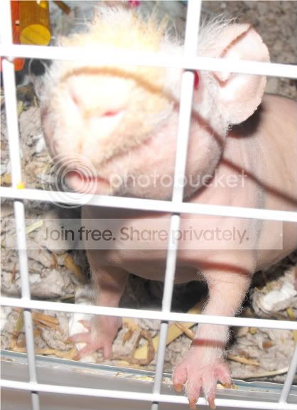 PiggyLips001.jpg