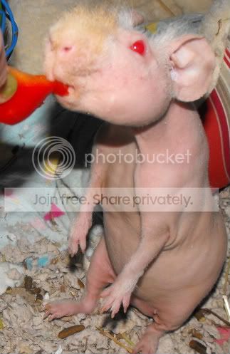 PiggyLips002.jpg