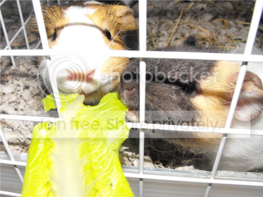 PiggyLips003.jpg