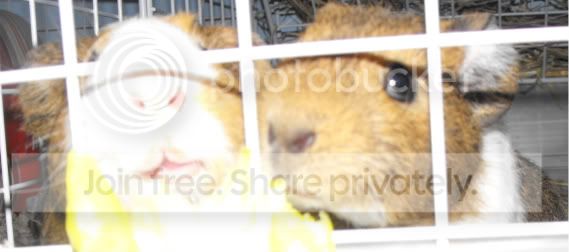 PiggyLips004.jpg