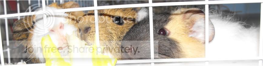 PiggyLips005.jpg