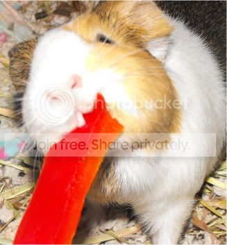 PiggyLips006.jpg