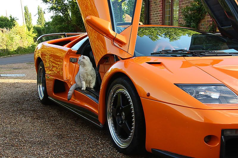 pussy in a lambo Lovely naked goirls