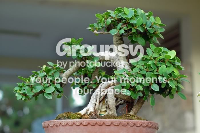 2075bonsai.jpg