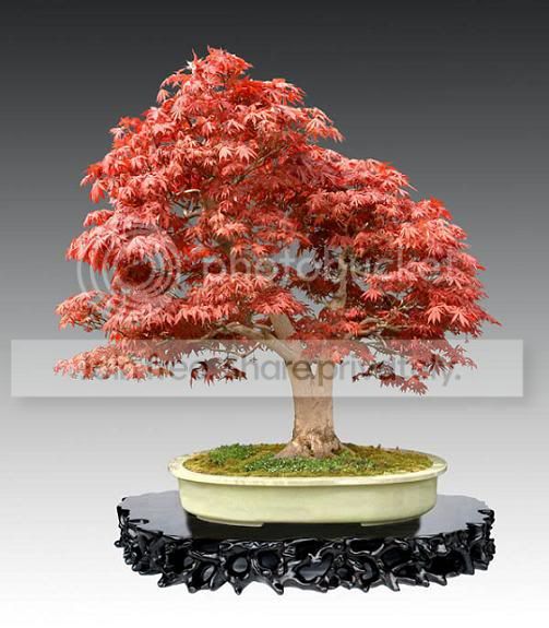 Bonsai-7.jpg