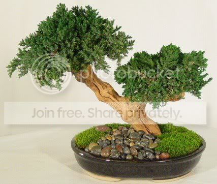 Caring-For-Bonsai-Trees.jpg