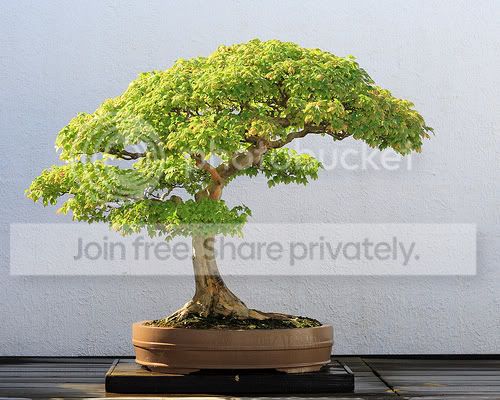 bonsai-3.jpg