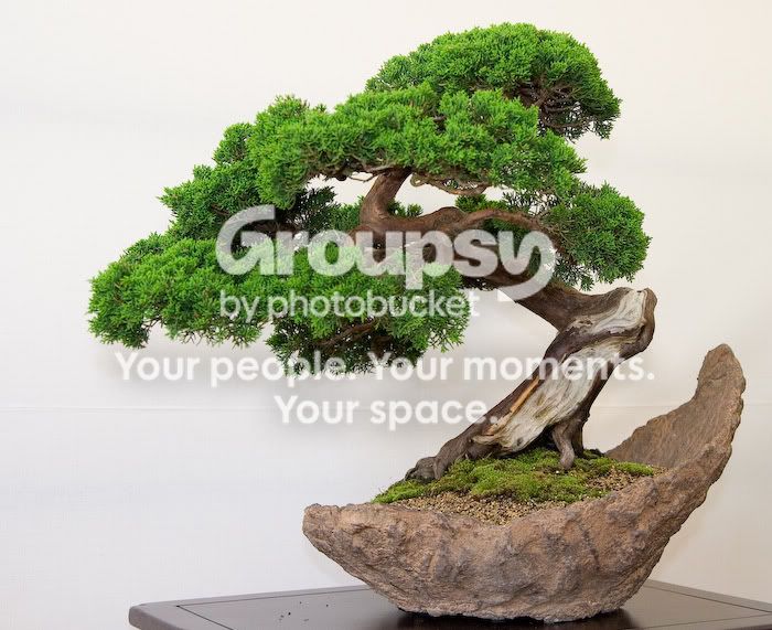 bonsai-6.jpg