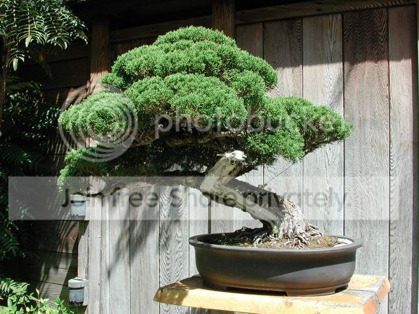 bonsai-tree.jpg